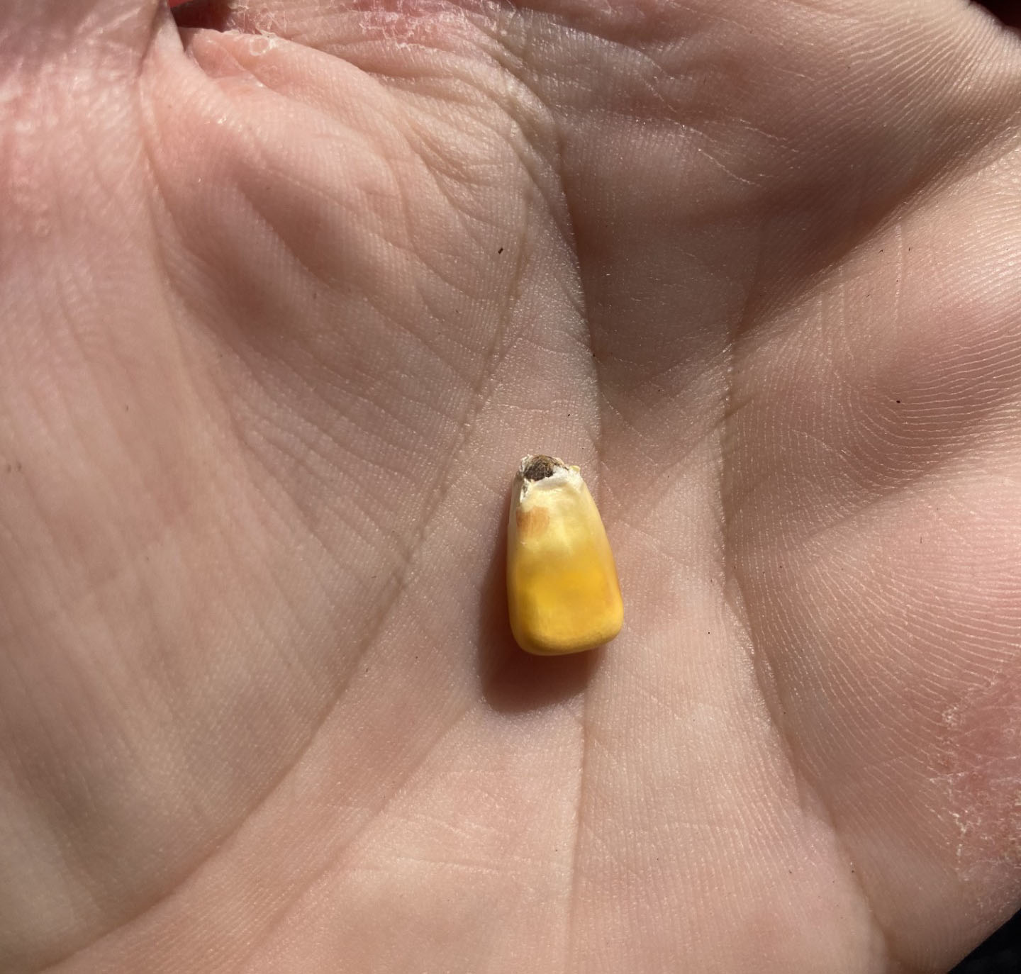 A corn kernel in a hand.